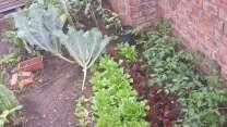 Vegetables growing in a home garden